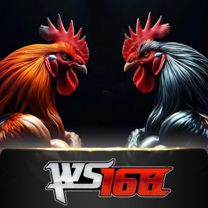 Ws168 Sabung - SIGMANET77