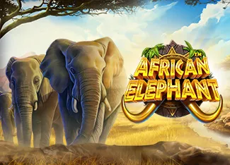 African Elephant - SIGMANET77